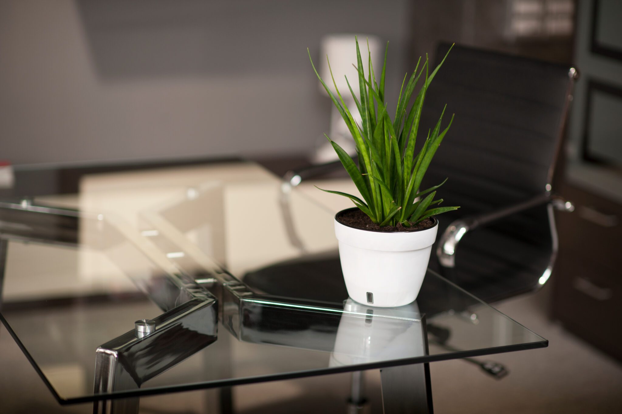 Glass tabletop with plant